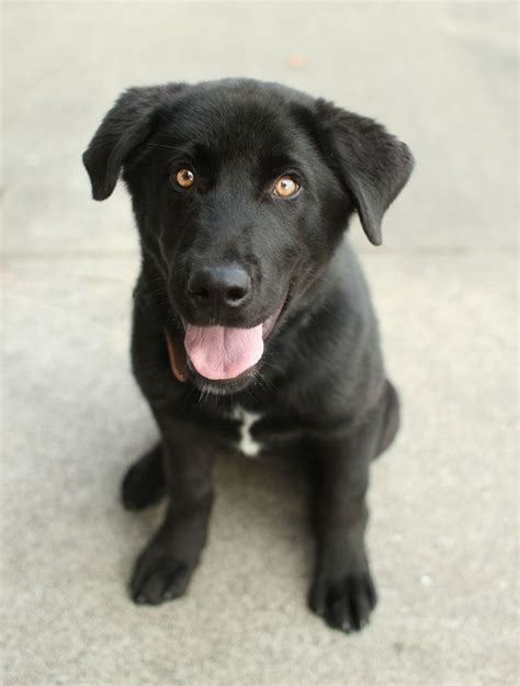 Pin on Corgi Border Collie Mix