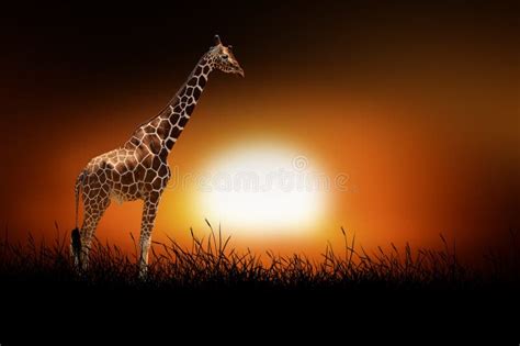 Giraffe on the Background of Sunset Stock Photo - Image of golden ...