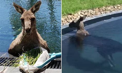 Family's swimming pool is taken over by overheated kangaroo | Family swimming, Kangaroo ...