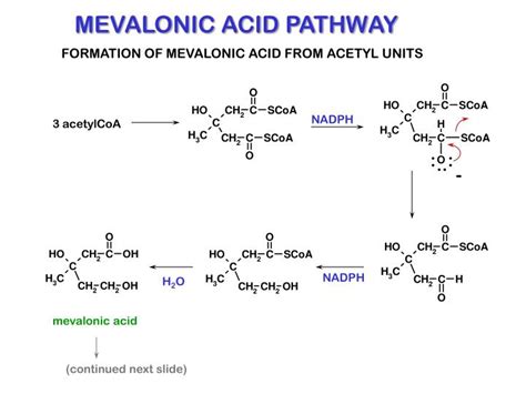 PPT - MEVALONIC ACID PATHWAY PowerPoint Presentation - ID:2960790