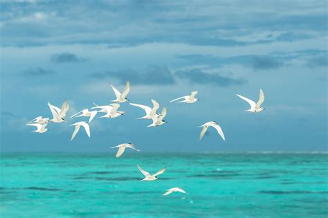 Flock of White Seagulls Flying over the Ocean · Free Stock Photo