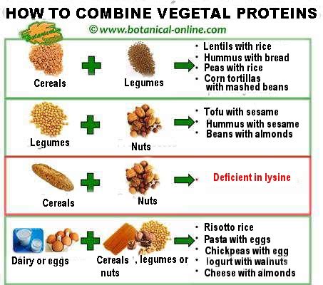 Going Vegan; Why All Proteins Are Not Created Equal — Edible Chemistry Consulting