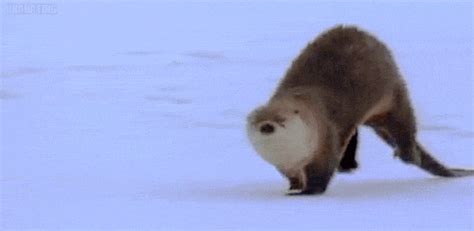 otter gif on Tumblr