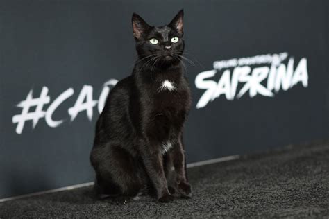 ‘Chilling Adventures of Sabrina’: Salem the Cat Walks the Black Carpet ...