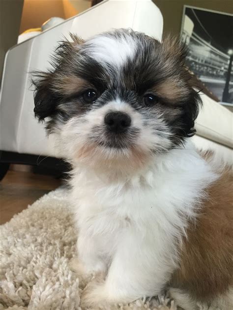 Handsome fella | Maltese mix, Chihuahua, Dogs