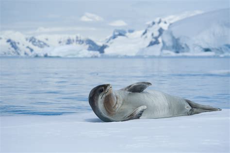 Animals of the world: Ross seal