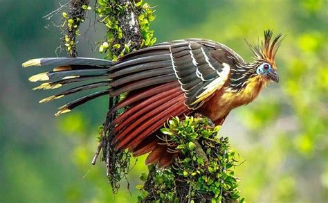 🔥 The hoatzin, also known as the reptile bird, skunk bird, stinkbird ...