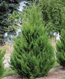 How to Grow & Care for Juniper Trees and Bushes | Garden Design | Tree garden design, Landscape ...