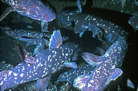 Coelacanths might be monogamous, to the surprise of researchers