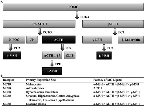Melanocortin ligands and receptors. (A) Simplified model of... | Download Scientific Diagram
