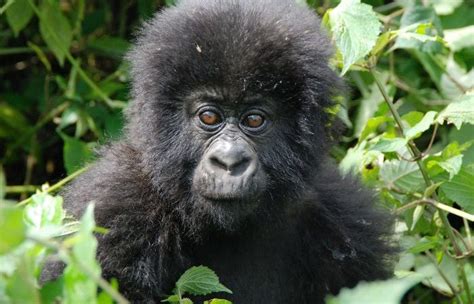 Mountain Gorillas of Volcanoes National Park | Gorilla Trekking in Rwanda