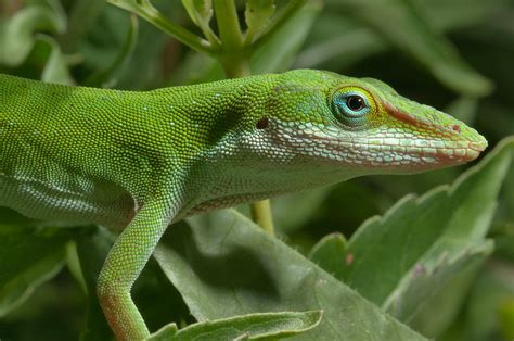 Photo 977-25: Green anole lizard in Antique Rose Emporium. Independence ...