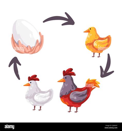 Chicken life cycle stages from egg to young and adult rooster ...