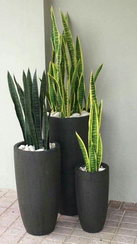 Sansevieria trifasciata «lengua de suegra» Lengua de suegra, lengua de tigre, cola… en 2020 ...