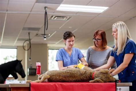 DVM Students » Veterinary Education » College of Veterinary Medicine ...