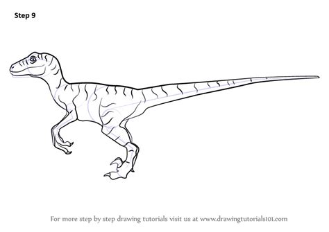 How to Draw a Velociraptor Dinosaur (Dinosaurs) Step by Step | DrawingTutorials101.com