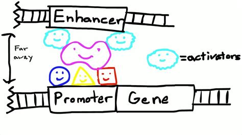 Promoters and Enhancers - YouTube