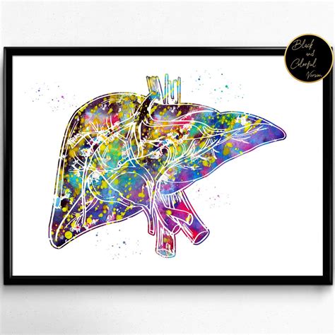 Liverhuman Liver Liver art Liver illustrationmedical | Etsy | Medical ...