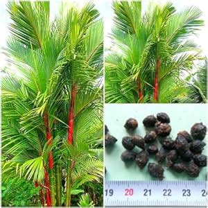 Lipstick palm - 10 seeds - Cyrtostachys renda - Sealing wax palm ...