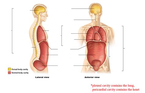 Major Cavities Of The Body - cloudshareinfo