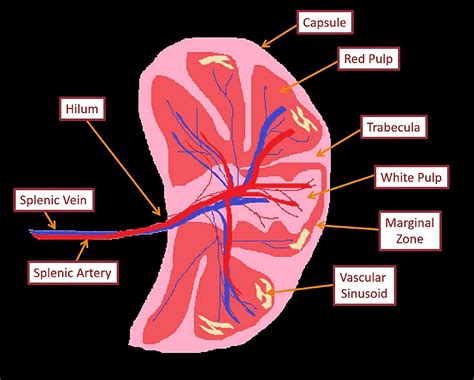 Cureus | Post-splenectomy Sepsis: A Review of the Literature