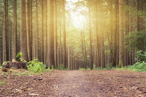 A Sunset in the Peaceful Forest on a Path Stock Image - Image of hiking ...