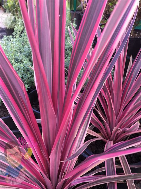 Cordyline 'Pink Passion' 8" Pot - Hello Hello Plants & Garden Supplies