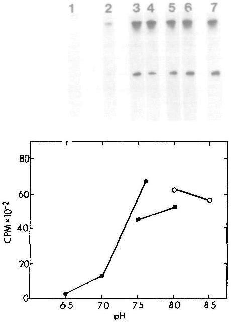 Autoradiography | Semantic Scholar