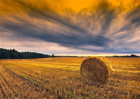 Sunset Sky Over Field with Straw Bales Stock Photo - Image of cereal ...