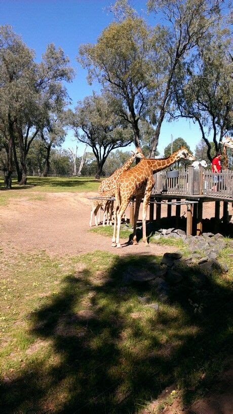 Dubbo zoo Dubbo, Far North, Zoo, Beautiful Places, Australia, South, Visiting, Animals, Animales