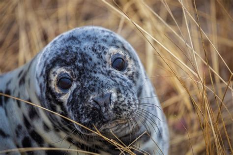 Researchers Return to Study Gray Seal Pups in New England | NOAA Fisheries