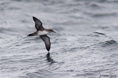 Balearic Shearwater by Richard Stonier - BirdGuides