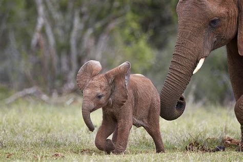 Beautiful Stock Photos of Baby Elephants in South Africa