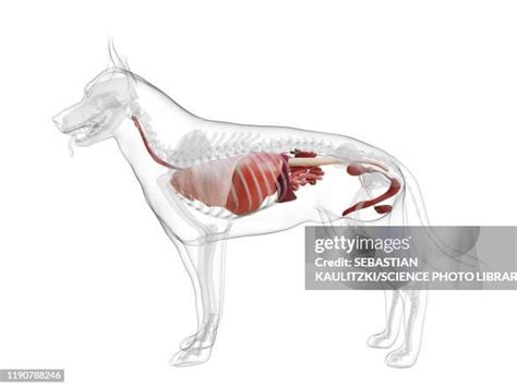 Dog Stomach Anatomy Photos and Premium High Res Pictures - Getty Images