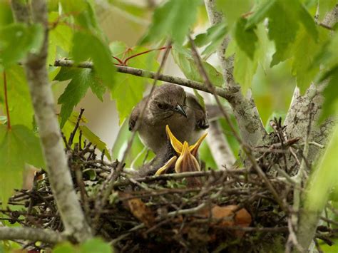 Where Do Northern Mockingbirds Live? (Habitat,… | Birdfact