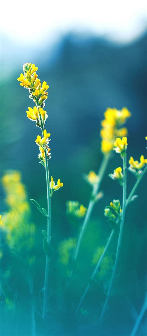 Yellow Flowers Blur - [1080x2460]