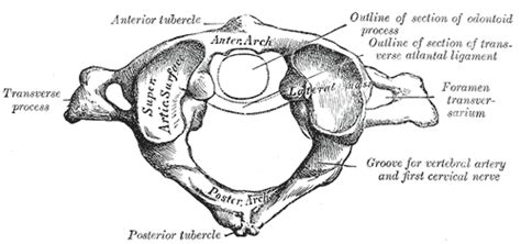 Foramen transversarium - wikidoc