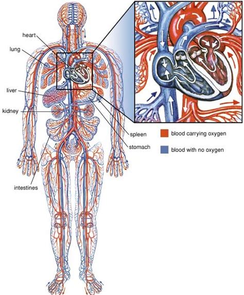 Biology 156: Compendium Review Oxygen, Microbes, Immunity