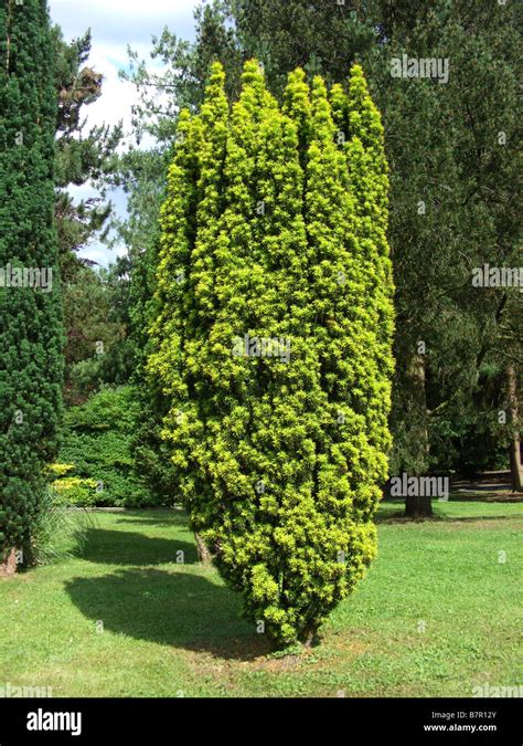 common yew (Taxus baccata 'Fastigiata Aurea', Taxus baccata Fastigiata Aurea), habit of sort ...