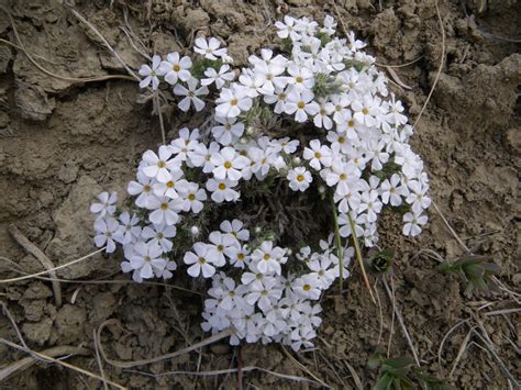 Moss Phlox — Galt Museum & Archives