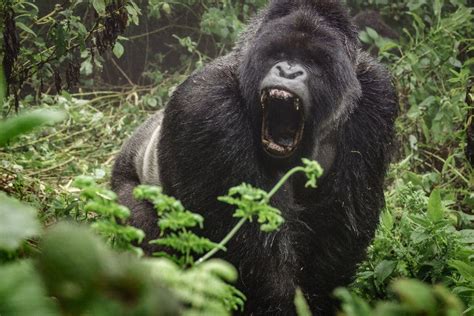 What Sound Does a Gorilla Make? Learn How to Speak Gorilla Language