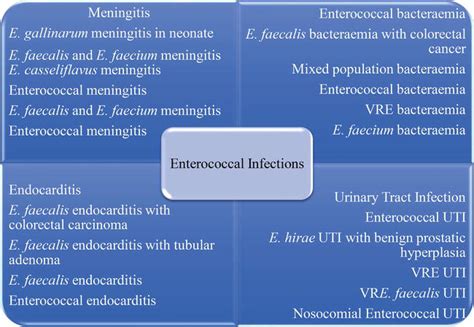 The Genus Enterococcus and Its Associated Virulent Factors | IntechOpen