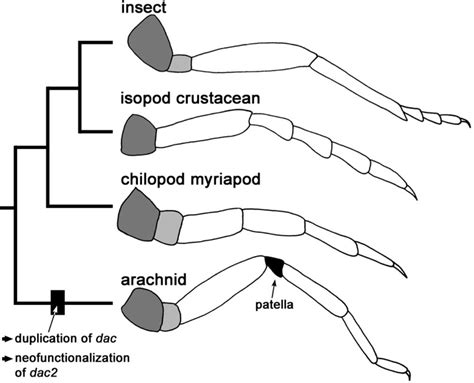 Did Spiders Evolve Knees Through Gene Duplication? | Entomology ...