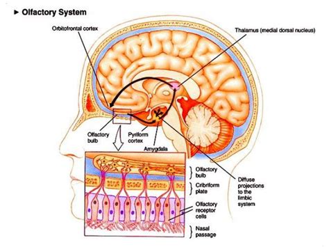 PPT - Olfactory pathway PowerPoint Presentation - ID:3107907