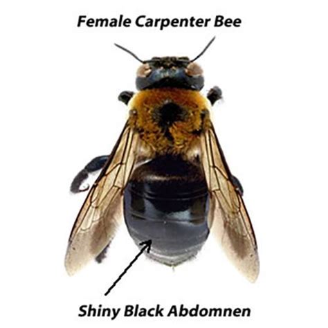 Carpenter Bee Identification and Signs