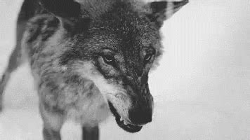 Grrr Growl GIF - Grrr Growl Wolf - Discover & Share GIFs