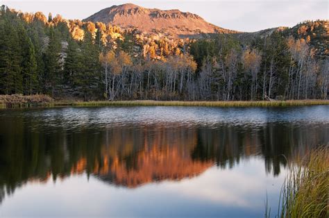 Tamarack in the Autumn II