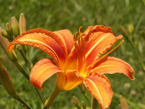 Blue Ridge Poet: Tiger Lilies