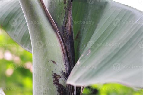 close up detail of banana tree leaves. 21490788 Stock Photo at Vecteezy