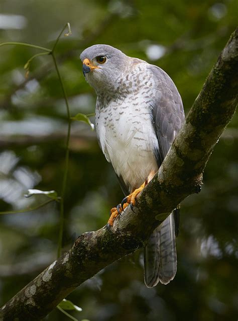 Buy Grey Goshawk -juvenile Image Online - Print & Canvas Photos - Martin Willis Photographs